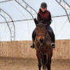 ridehorses
